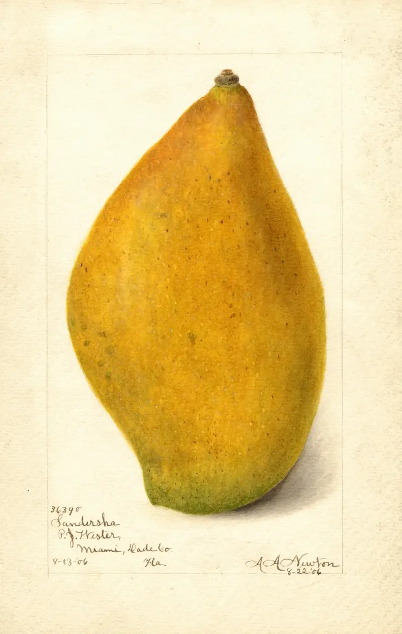 Mangifera indica: Sandersha av Amanda Almira Newton