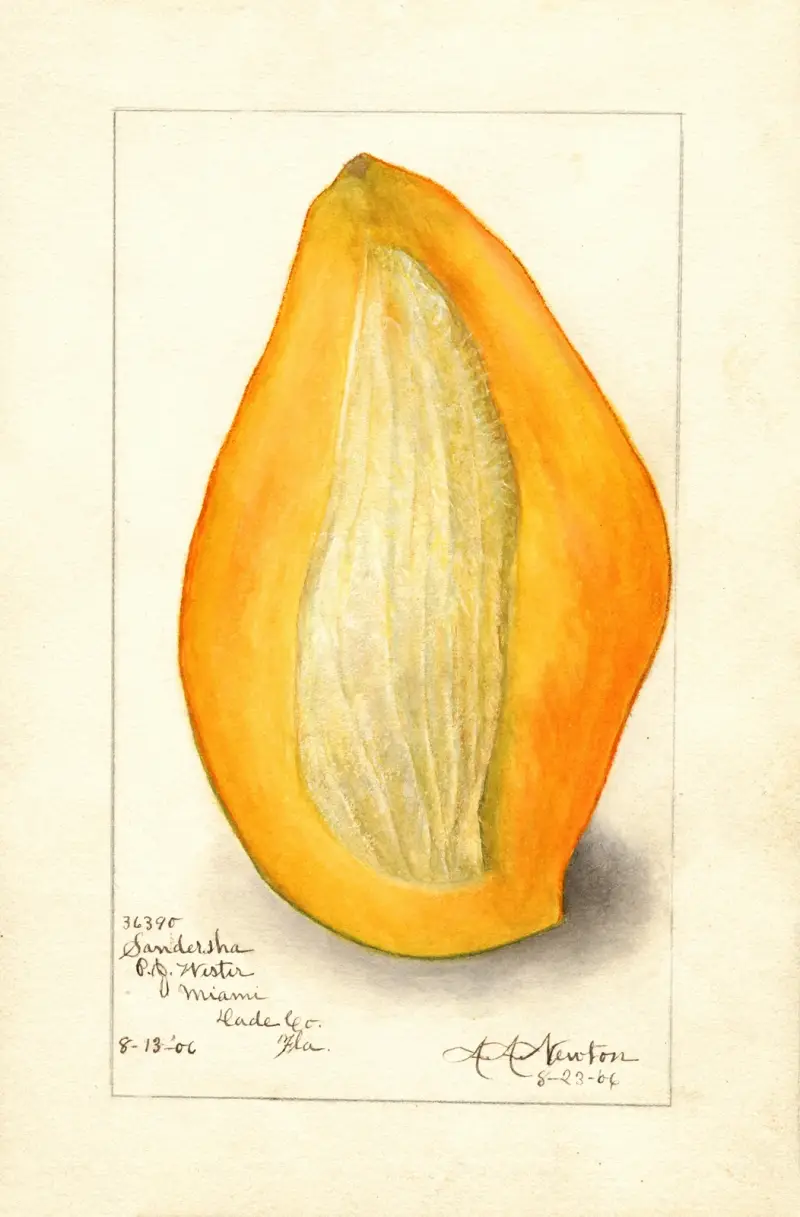 Mangifera indica: Sandersha av Amanda Almira Newton