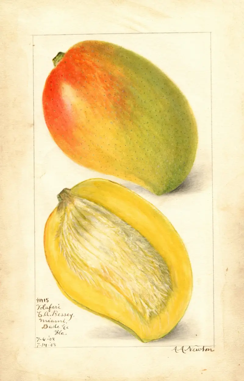 Mangifera indica: Totafari av Amanda Almira Newton