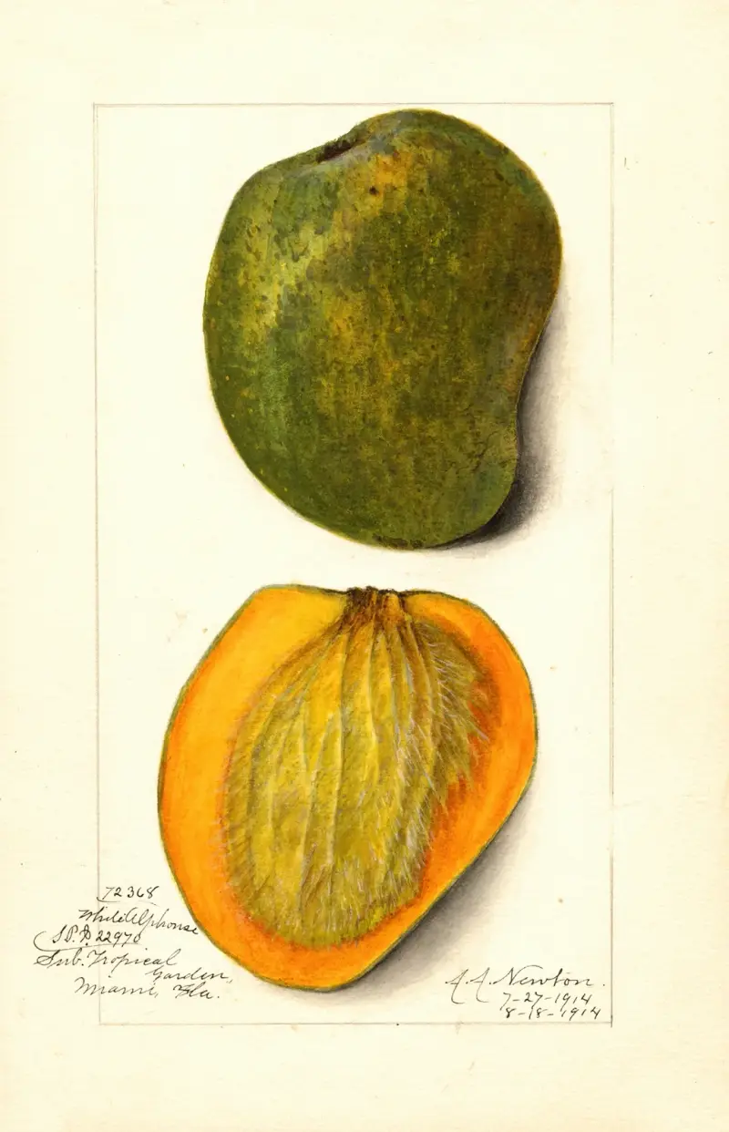 Mangifera indica: White Alphonse av Amanda Almira Newton
