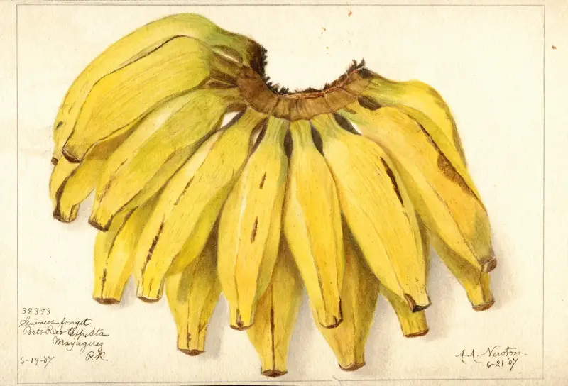 Musa: Guincos Finget av Amanda Almira Newton