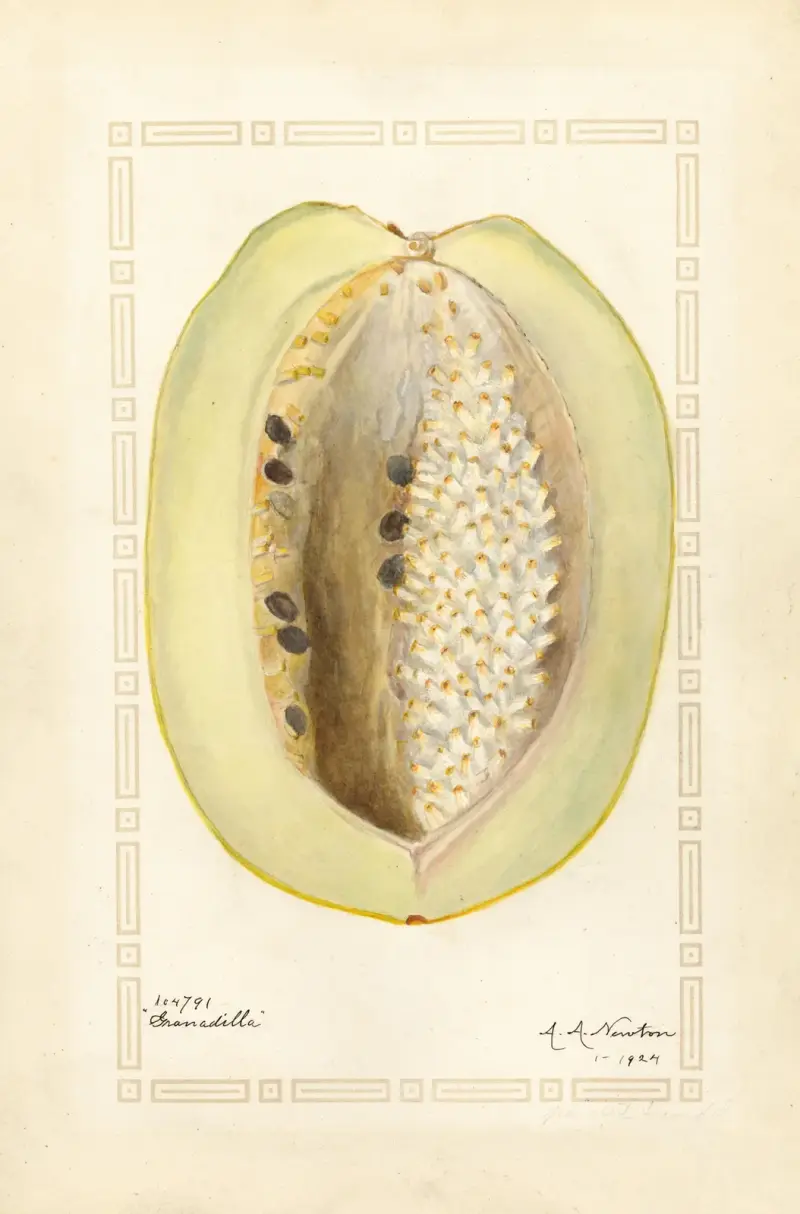 Passiflora quadrangularis, Amanda Almira Newton