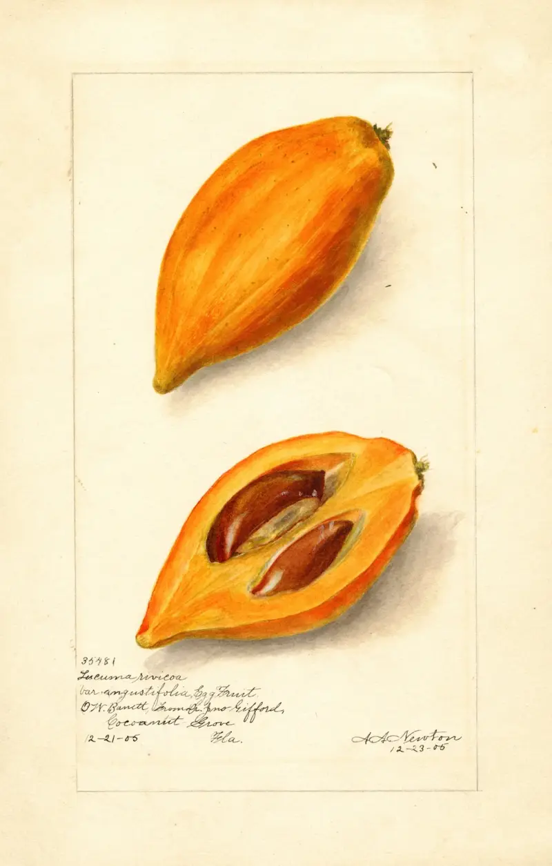 Pouteria campechiana av Amanda Almira Newton