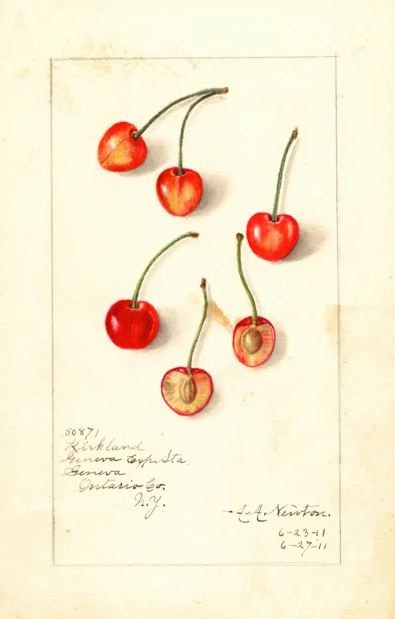 Prunus avium: Kirkland av Amanda Almira Newton