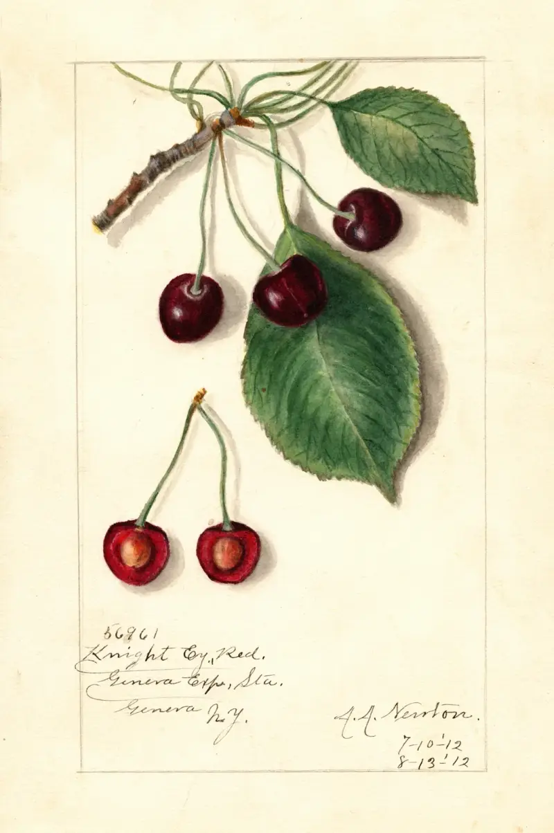 Prunus avium: Knight Early Red av Amanda Almira Newton