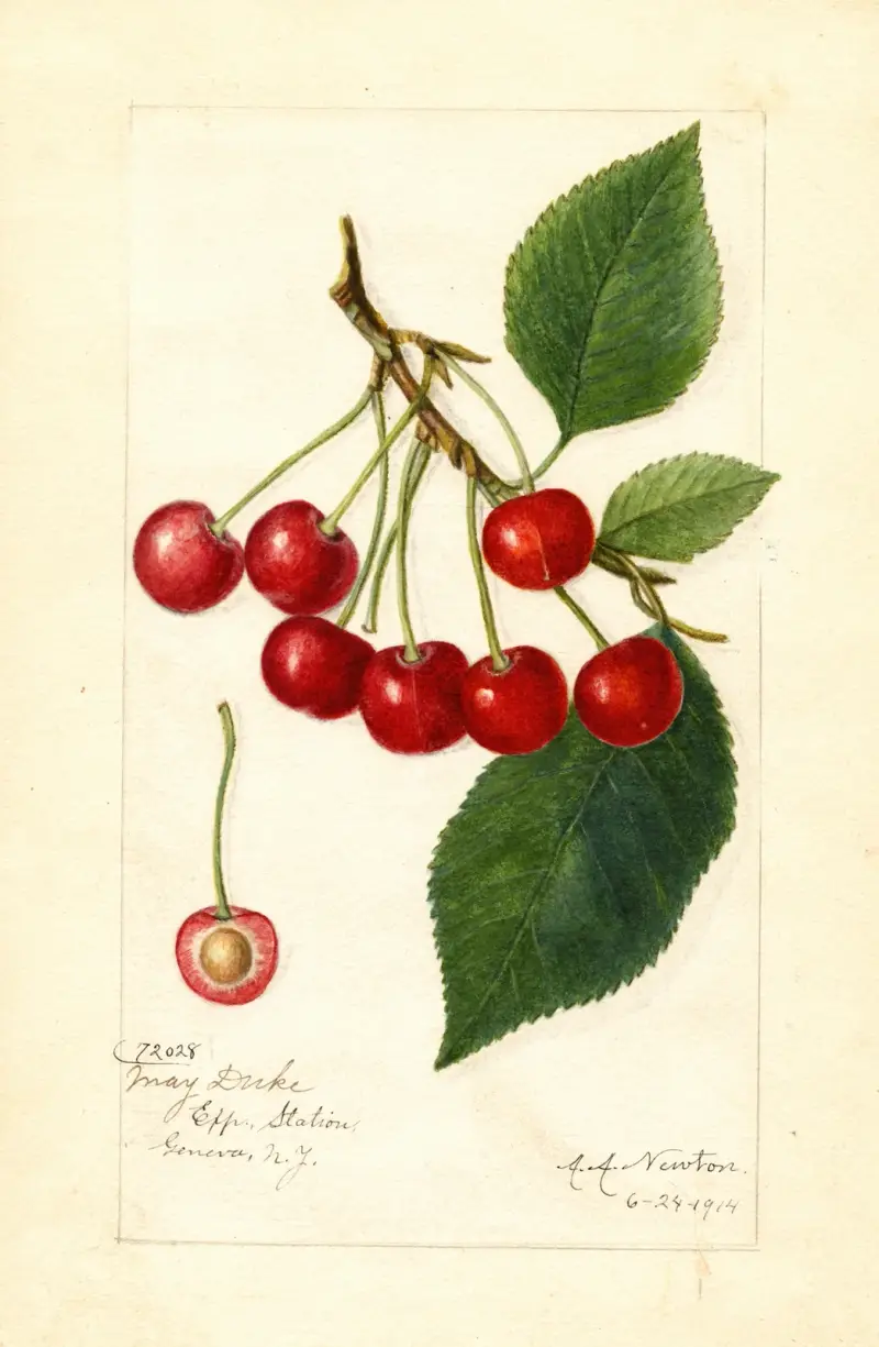 Prunus avium: May Duke av Amanda Almira Newton