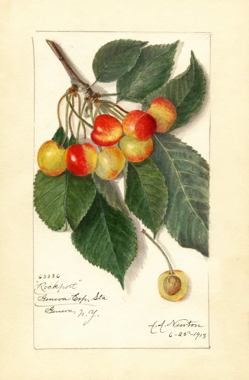 Prunus avium: Rockport av Amanda Almira Newton