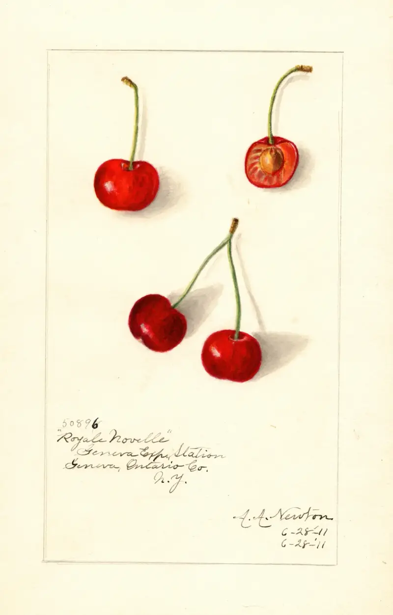 Prunus avium: Royal Novelle av Amanda Almira Newton