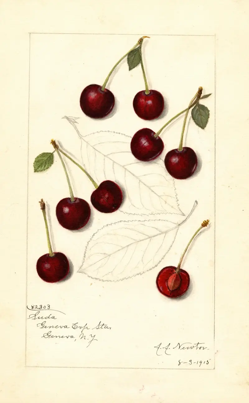 Prunus avium: Suda av Amanda Almira Newton