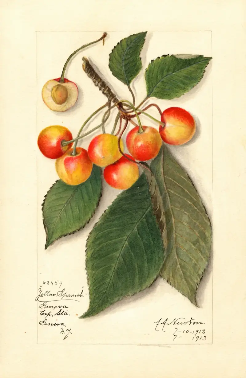 Prunus avium: Yellow Spanish av Amanda Almira Newton