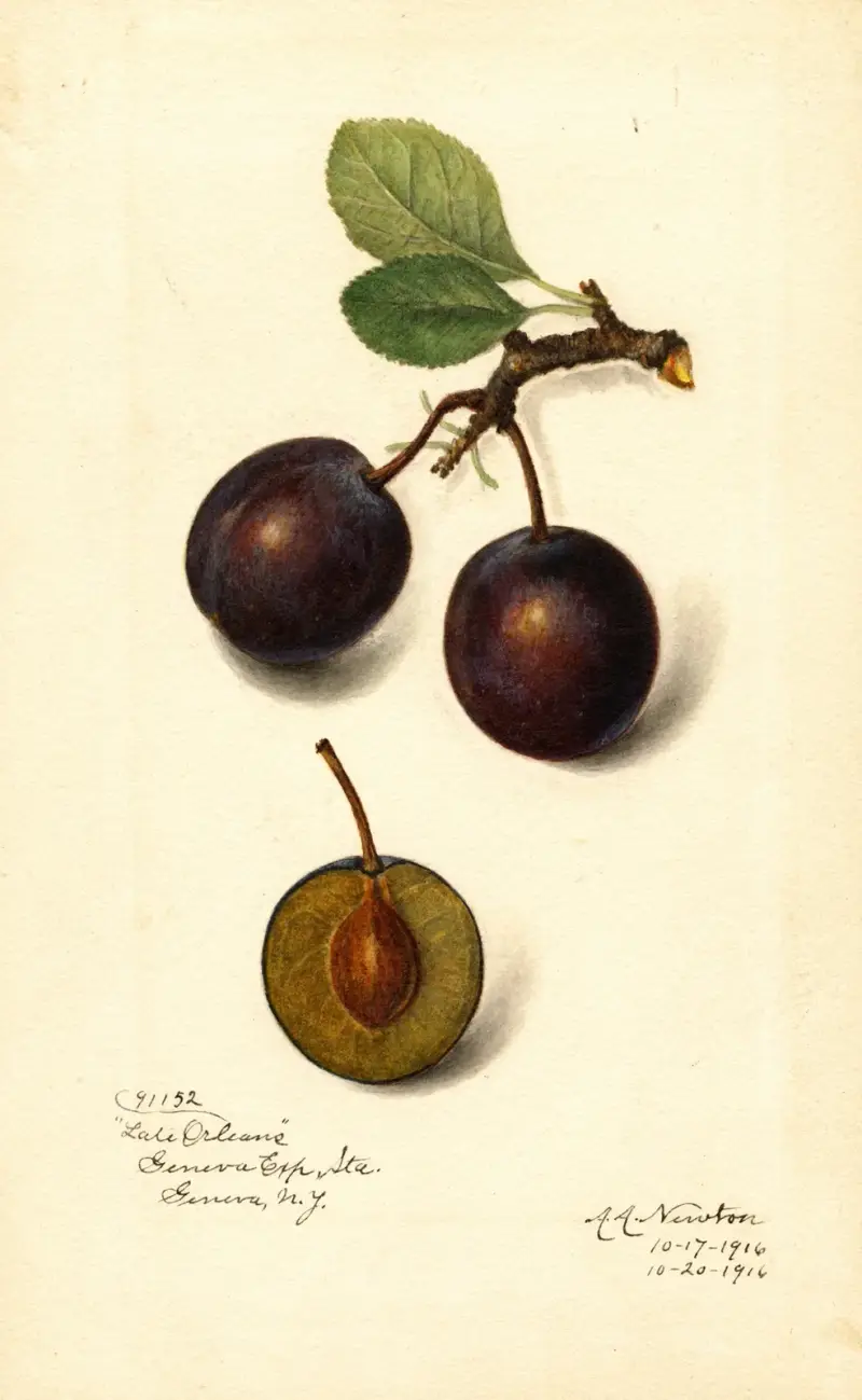 Prunus domestica: Sen Orléans av Amanda Almira Newton