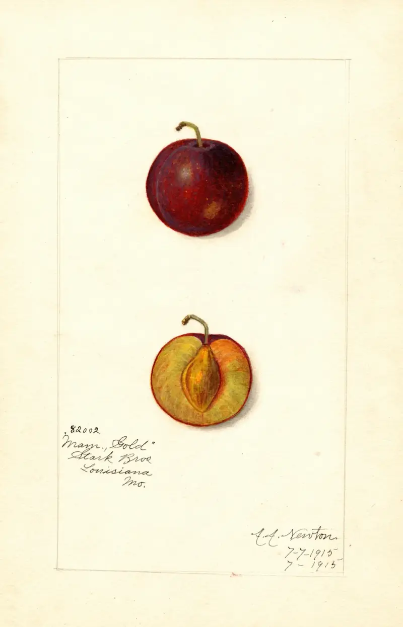 Prunus domestica: Mammoth Gold av Amanda Almira Newton