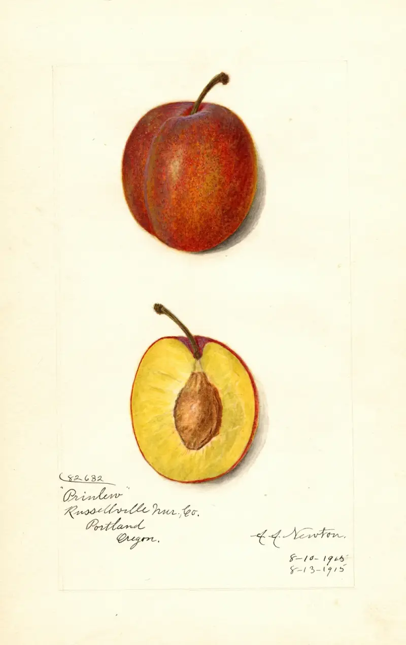 Prunus domestica: Prinlew av Amanda Almira Newton