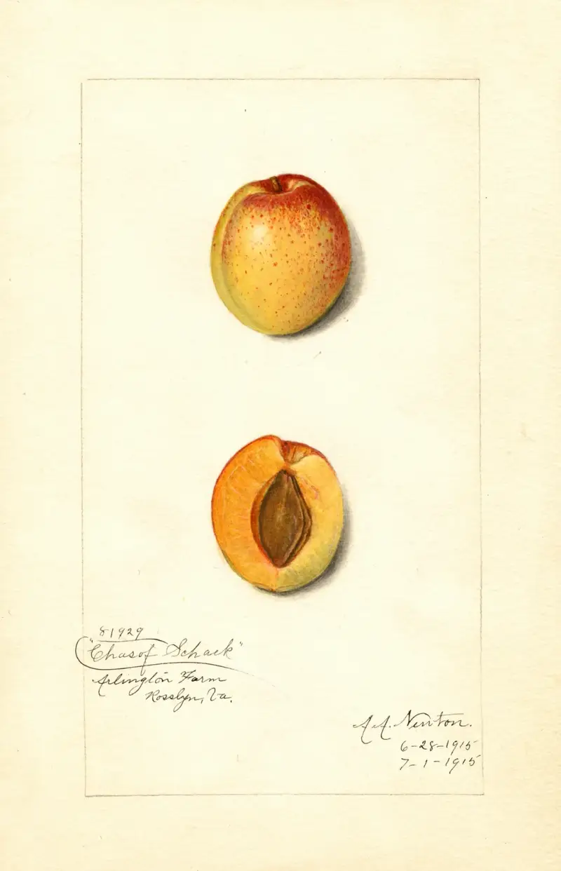 Prunus mume: Chas av Amanda Almira Newton