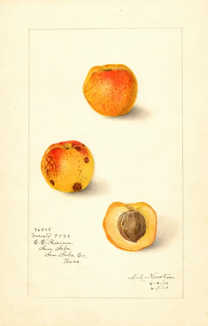 Prunus mume: Variety 9834 av Amanda Almira Newton