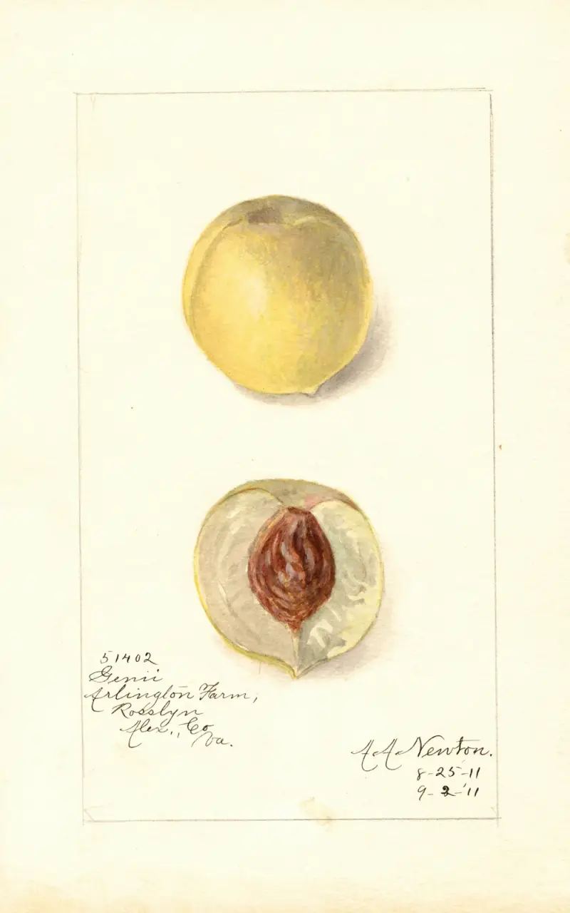 Prunus persica: Genii av Amanda Almira Newton