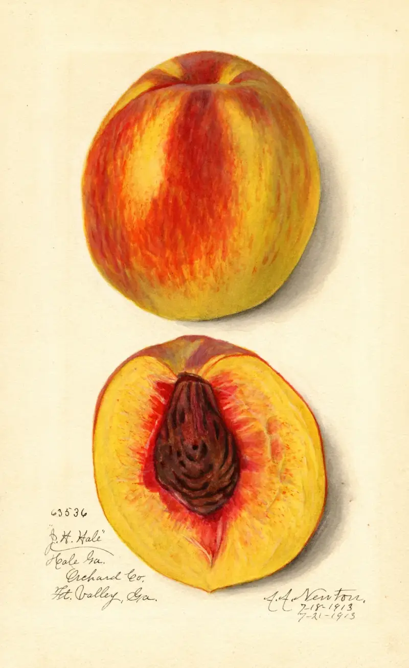 Prunus persica: J av Amanda Almira Newton