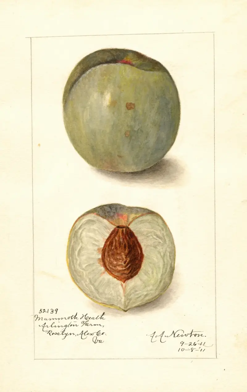 Prunus persica: Mammoth Heath av Amanda Almira Newton