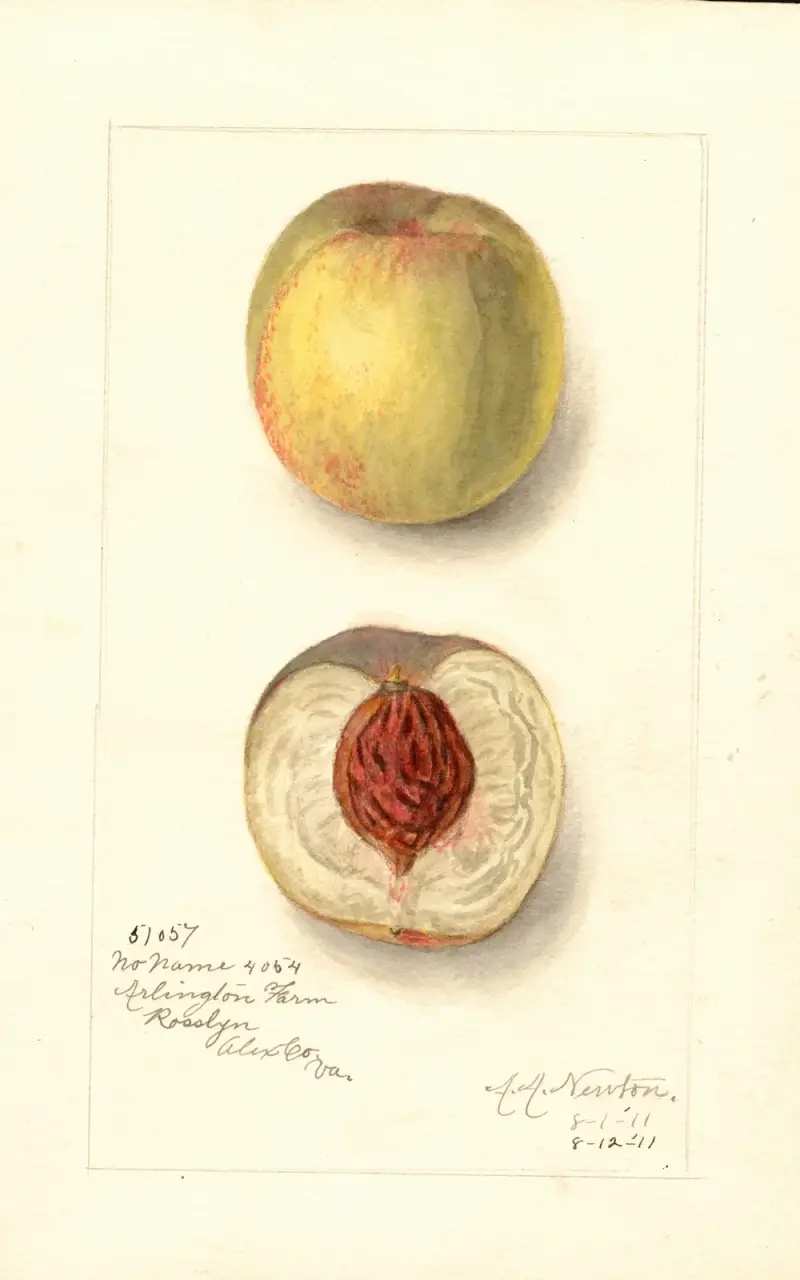 Prunus persica: No Name av Amanda Almira Newton