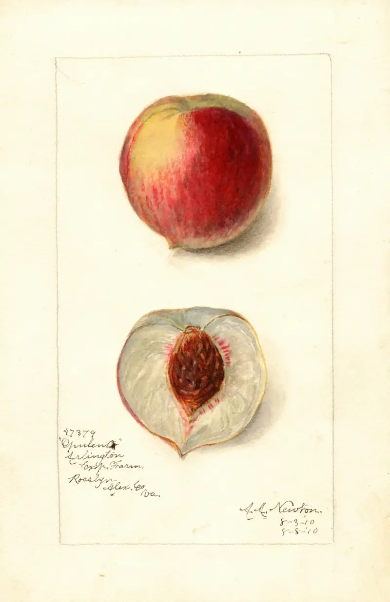 Prunus persica: Opulent av Amanda Almira Newton