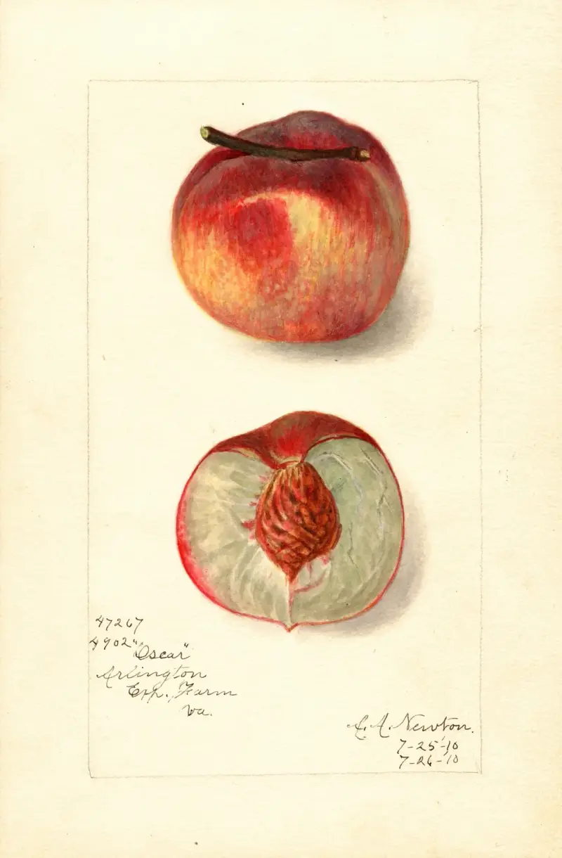 Prunus persica: Oscar av Amanda Almira Newton