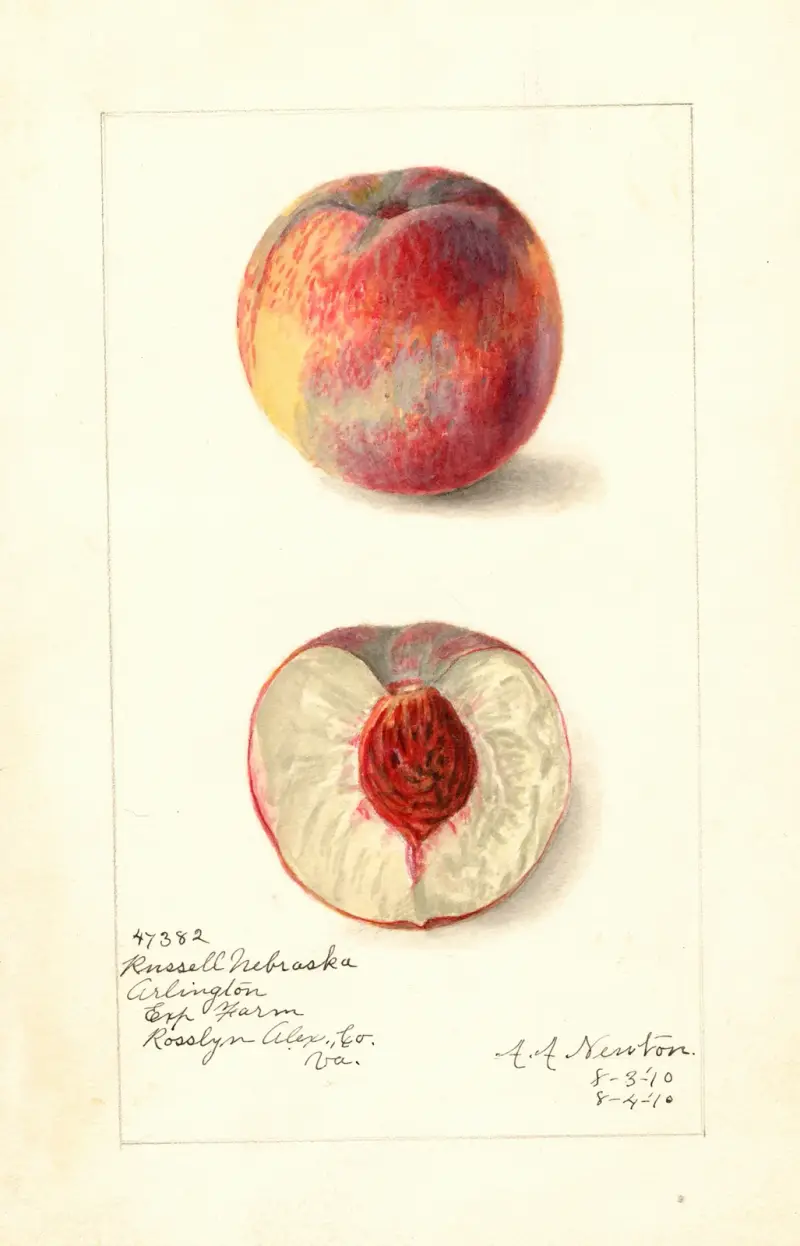 Prunus persica: Russell Nebraska av Amanda Almira Newton