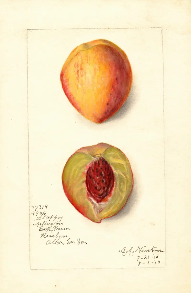 Prunus persica: Slappy av Amanda Almira Newton