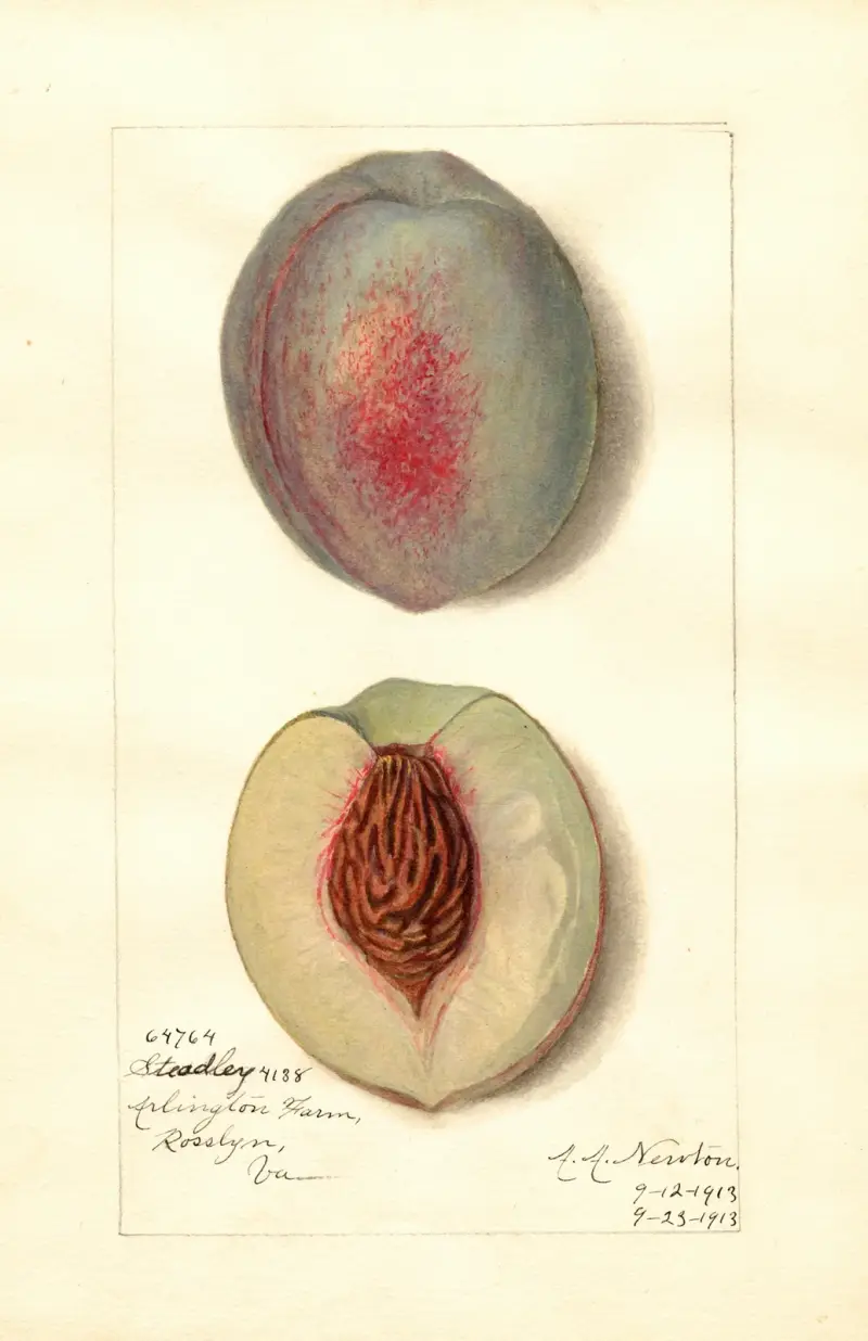 Prunus persica: Steadley av Amanda Almira Newton