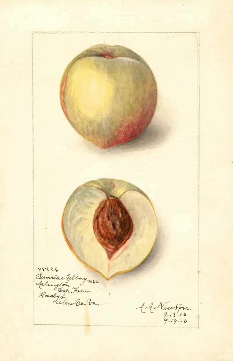 Prunus persica: Sunrise Cling av Amanda Almira Newton