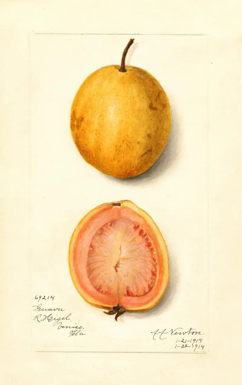 Psidium guajava: Guava av Amanda Almira Newton