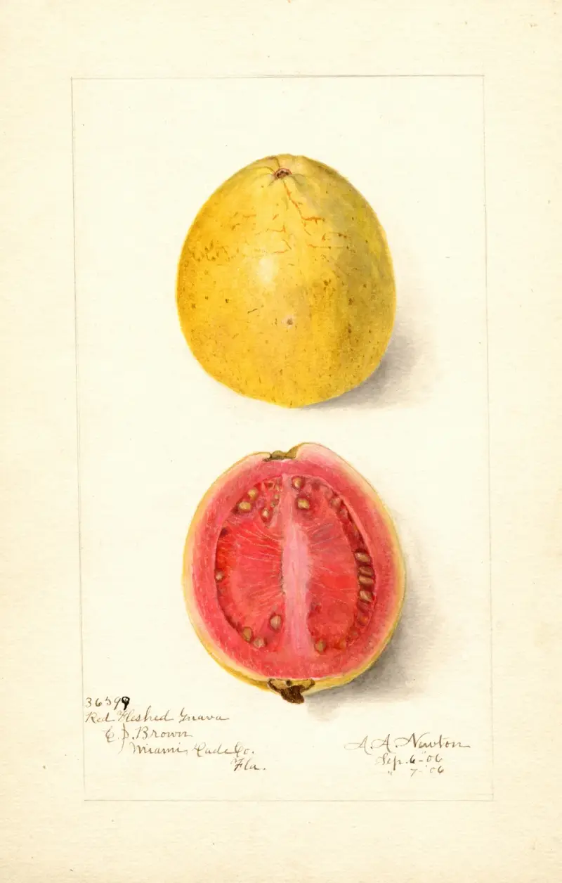 Psidium guajava: Red Fleshed av Amanda Almira Newton