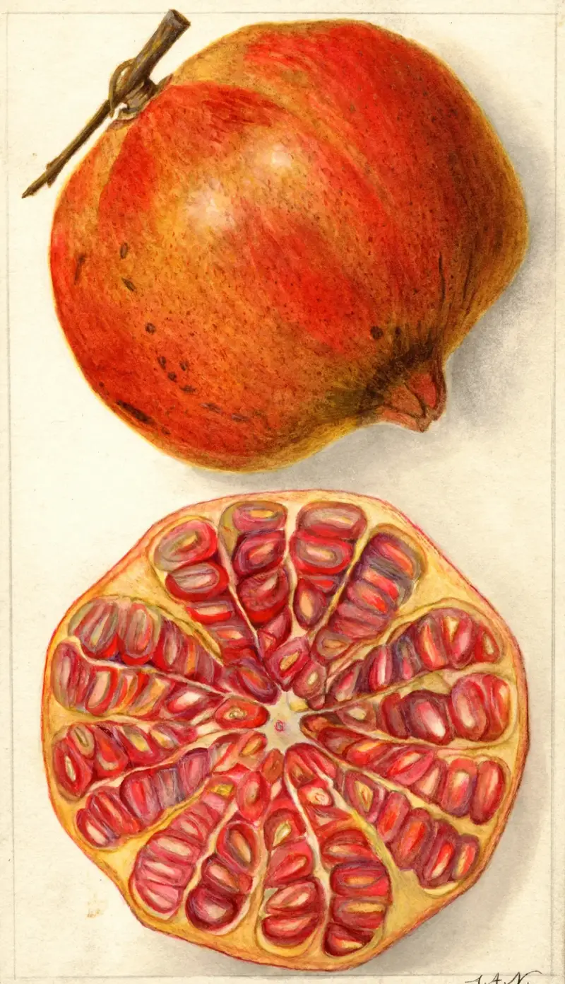 Punica granatum von Amanda Almira Newton