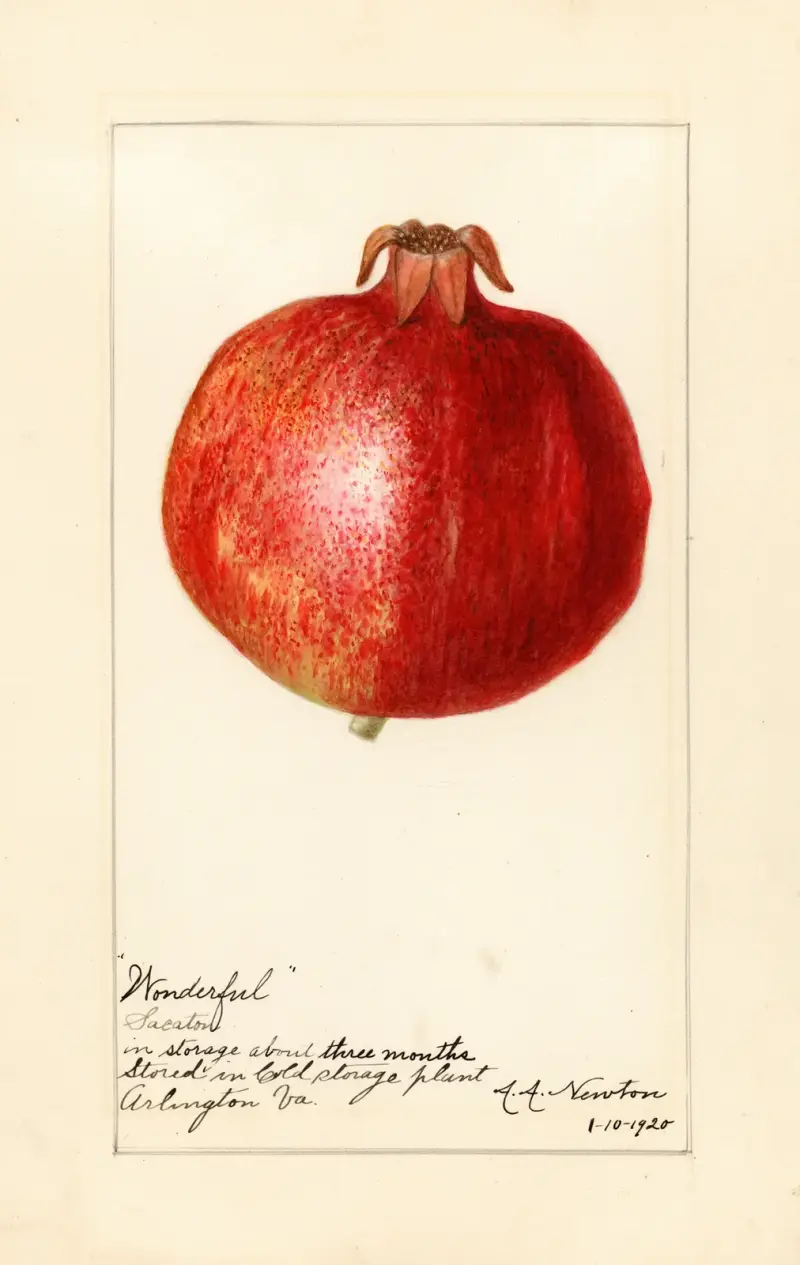 Punica granatum: Wonderful av Amanda Almira Newton