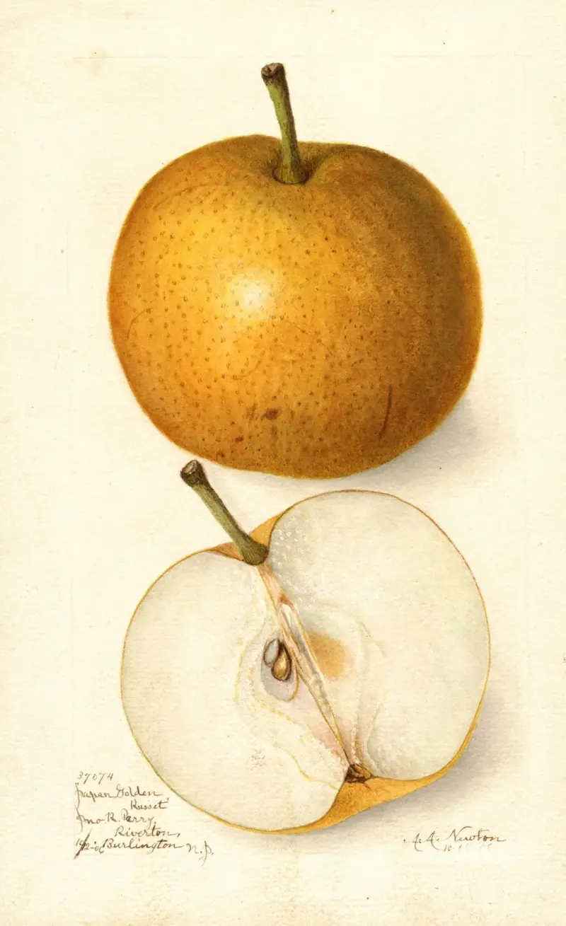 Pyrus communis: Japan Golden Russet von Amanda Almira Newton