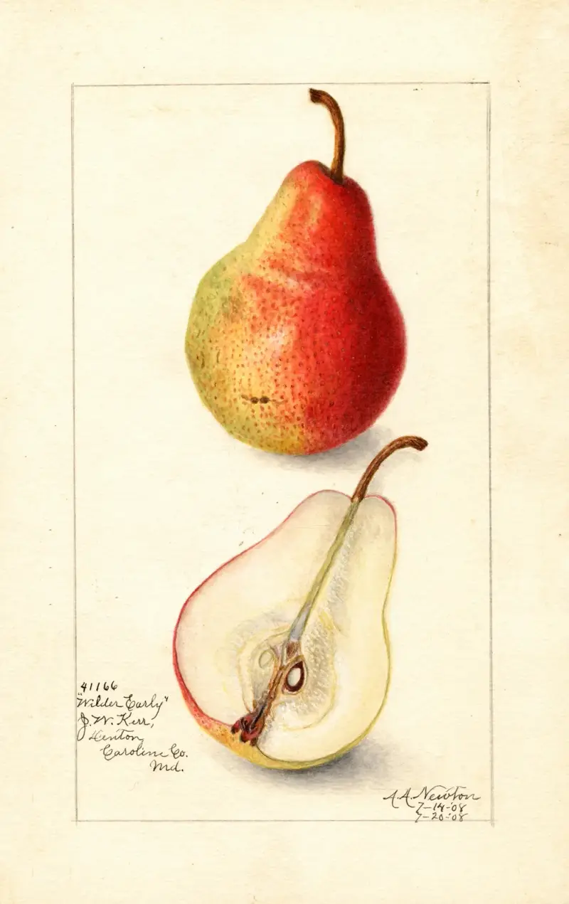 Pyrus communis: Wilder Early av Amanda Almira Newton