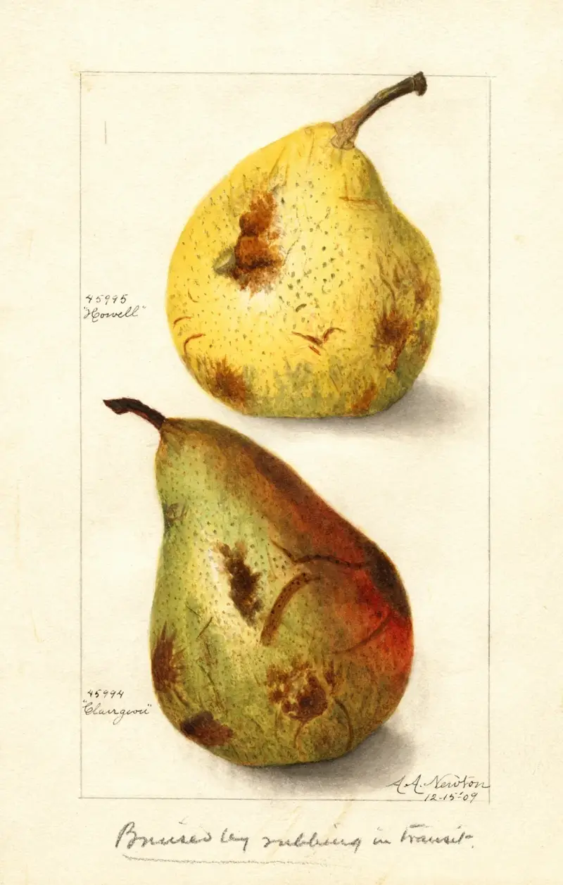 Pyrus communis av Amanda Almira Newton