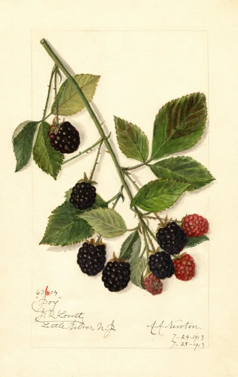 Rubus: Joy av Amanda Almira Newton