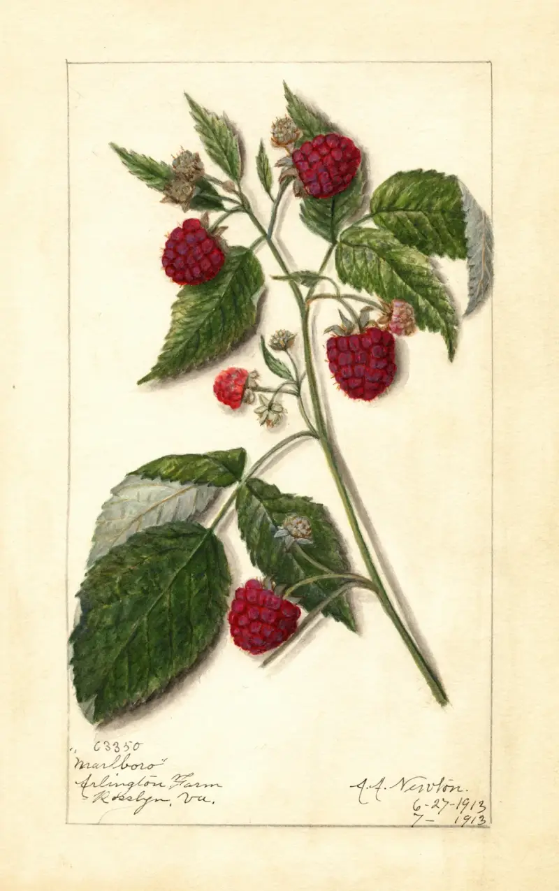 Rubus: Marlboro av Amanda Almira Newton