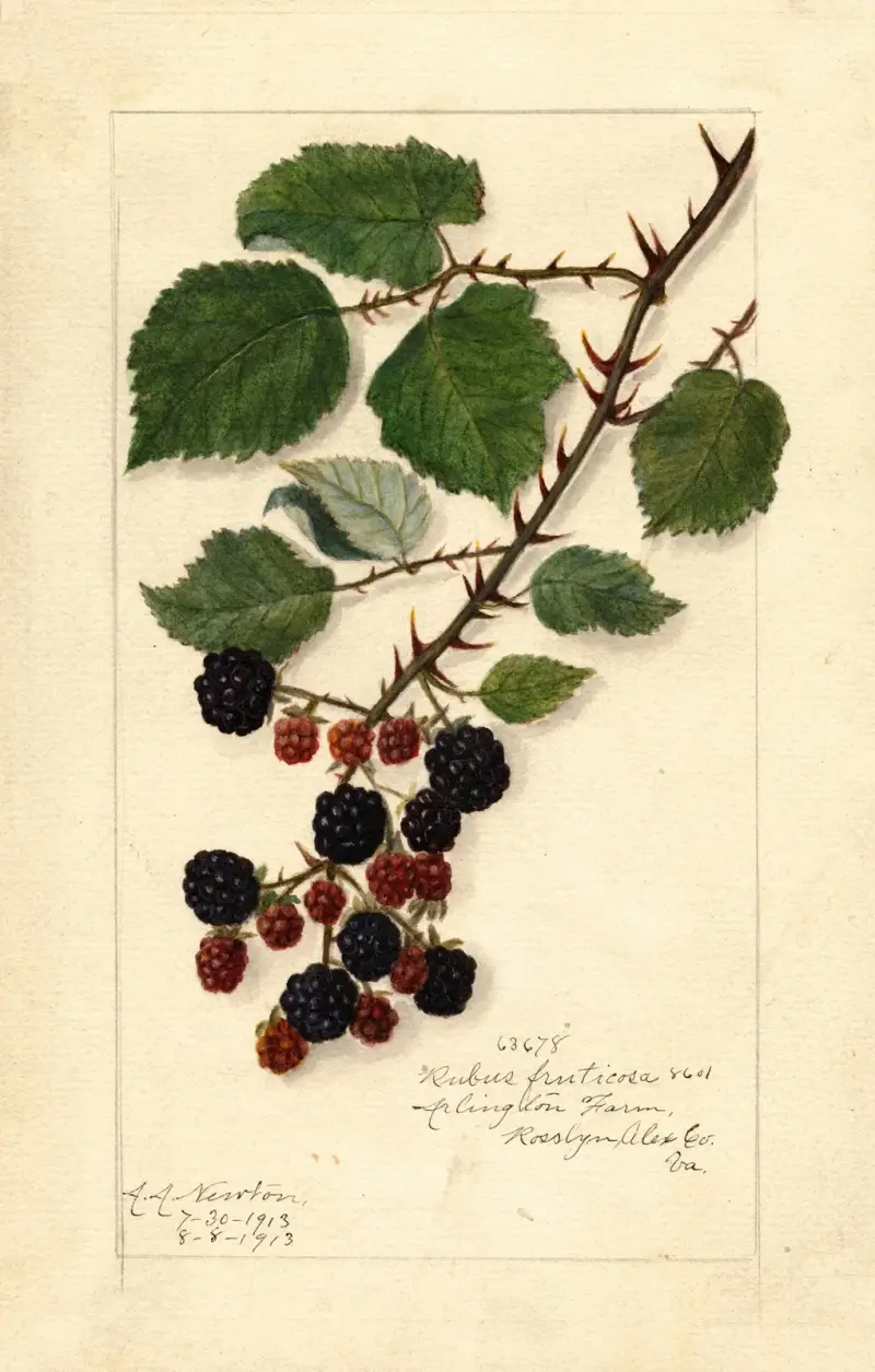 Rubus, 1913 von Amanda Almira Newton