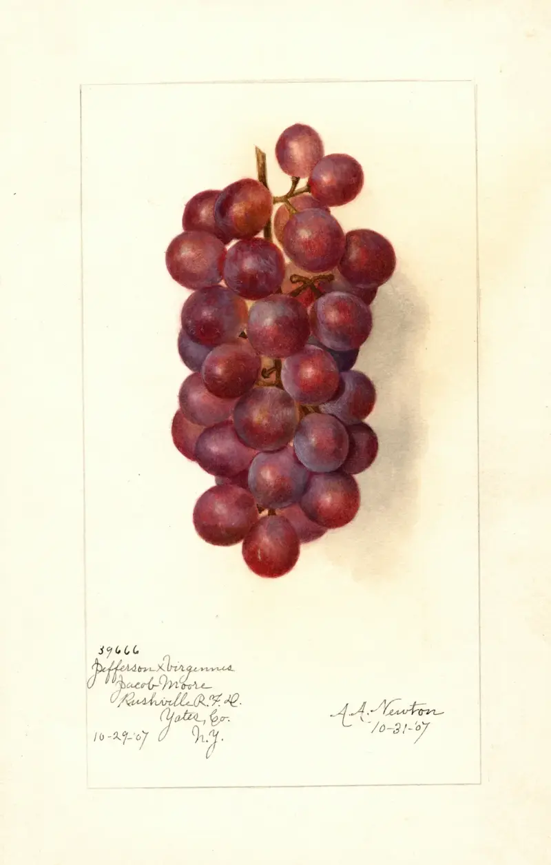 Vitis av Amanda Almira Newton