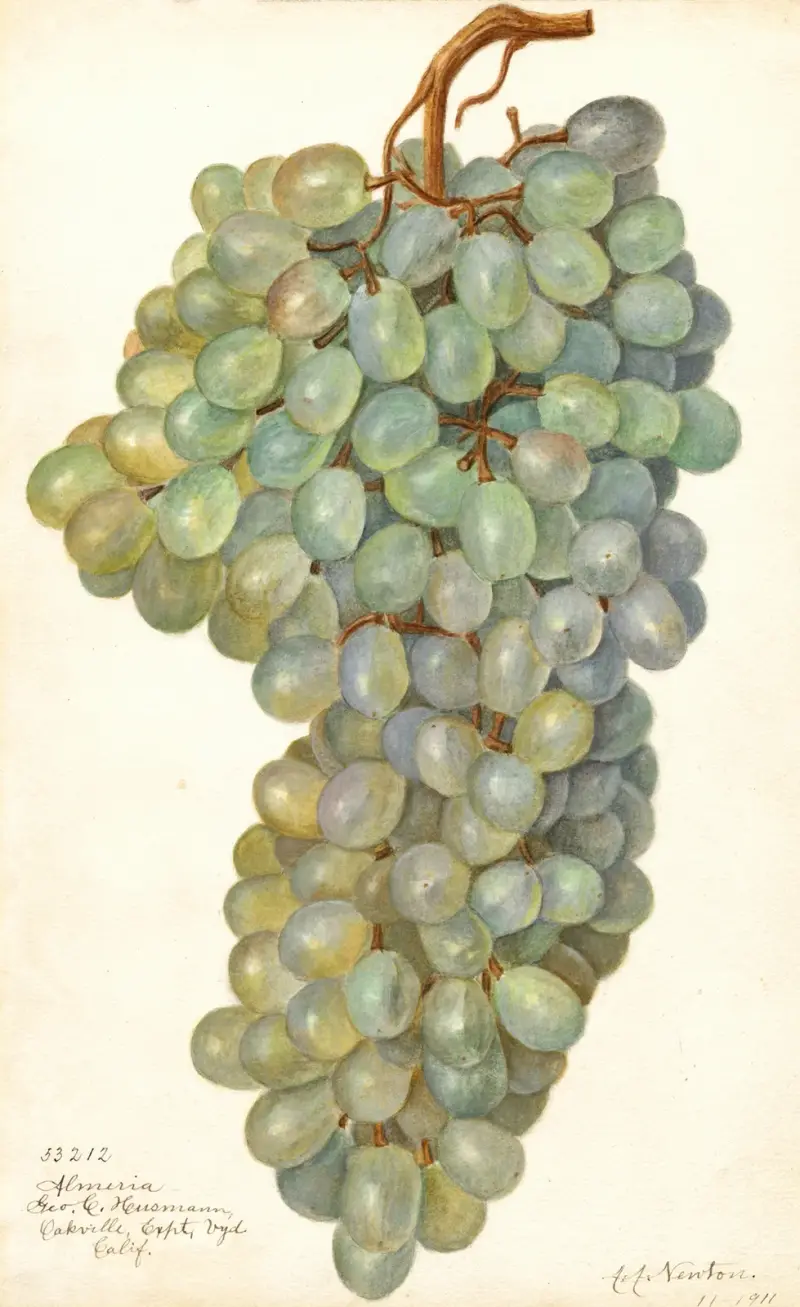 Vitis: Almeria av Amanda Almira Newton