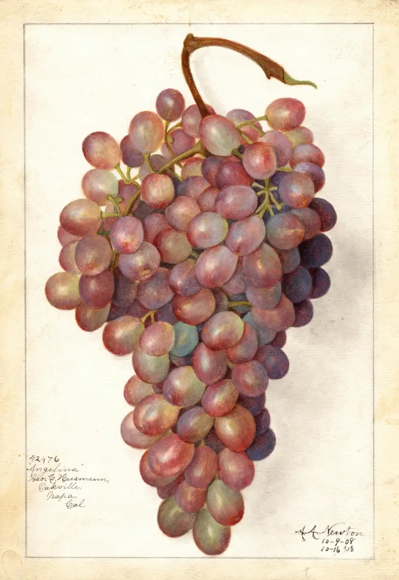 Vitis: Angelina av Amanda Almira Newton