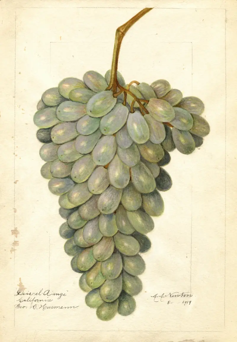 Vitis: Deis El Aunze av Amanda Almira Newton