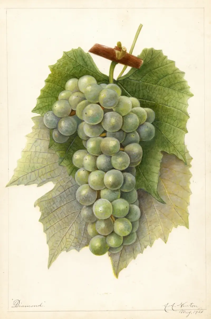 Vitis: Diamond, Amanda Almira Newton