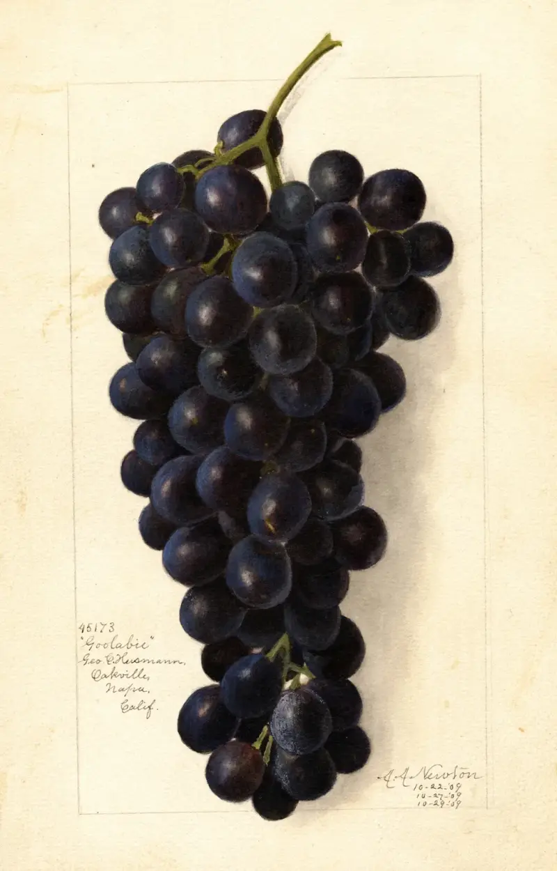 Vitis: Goolabie av Amanda Almira Newton