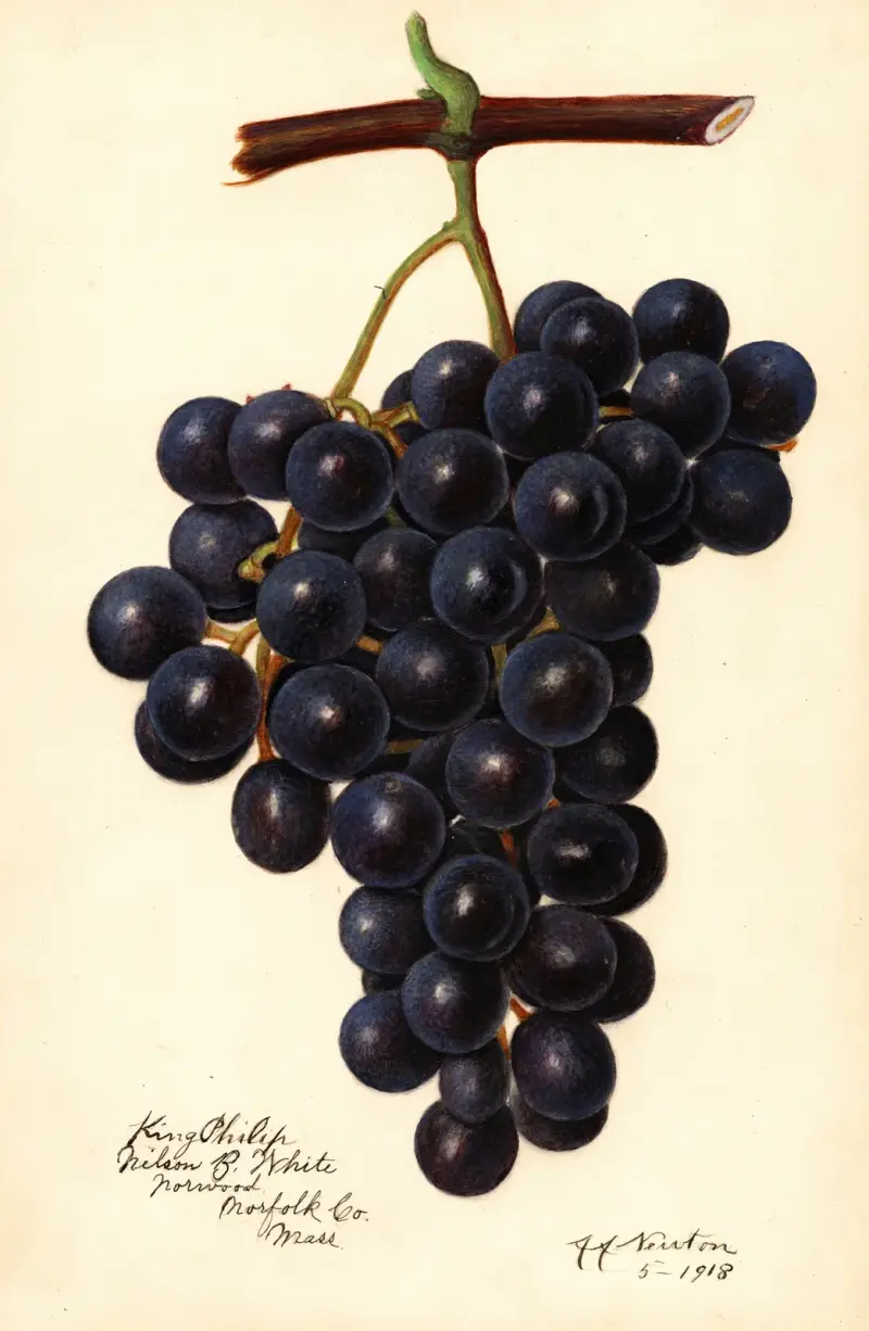 Vitis: King Philip, Amanda Almira Newton