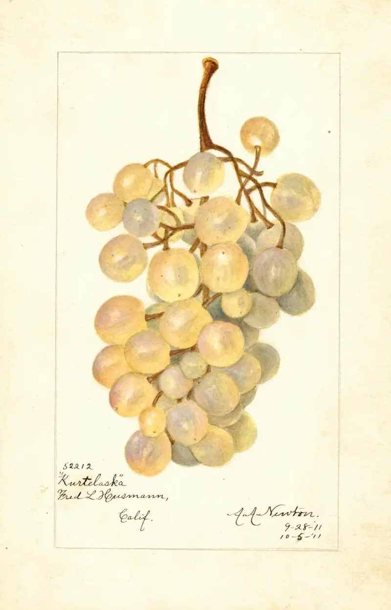 Vitis: Kurtelaska av Amanda Almira Newton