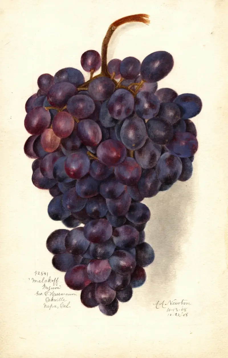 Vitis: Malakoff Isjum von Amanda Almira Newton