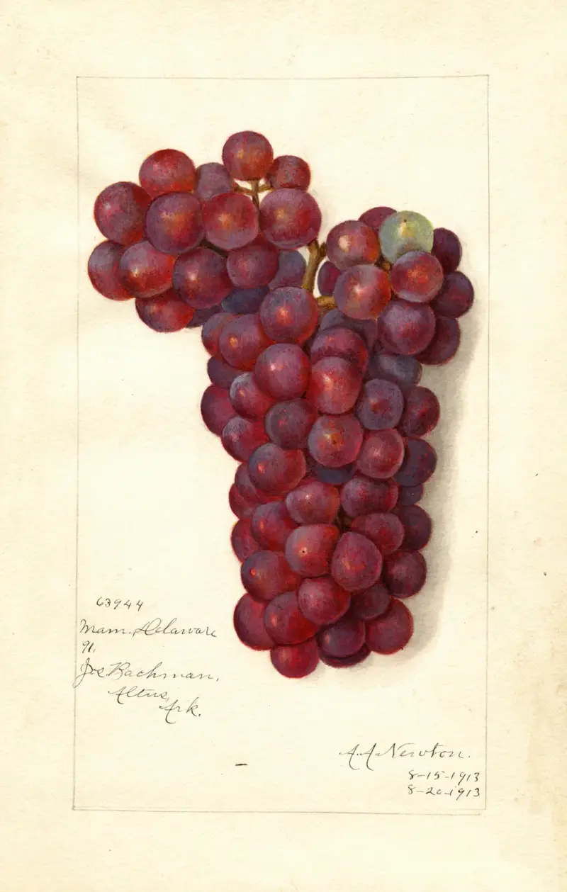 Vitis: Mammoth Delaware av Amanda Almira Newton