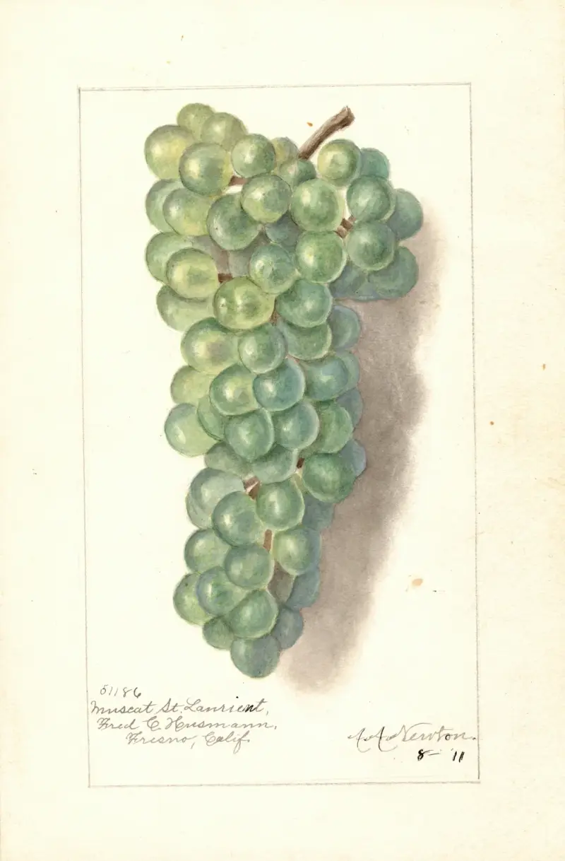 Vitis: Muscat St von Amanda Almira Newton